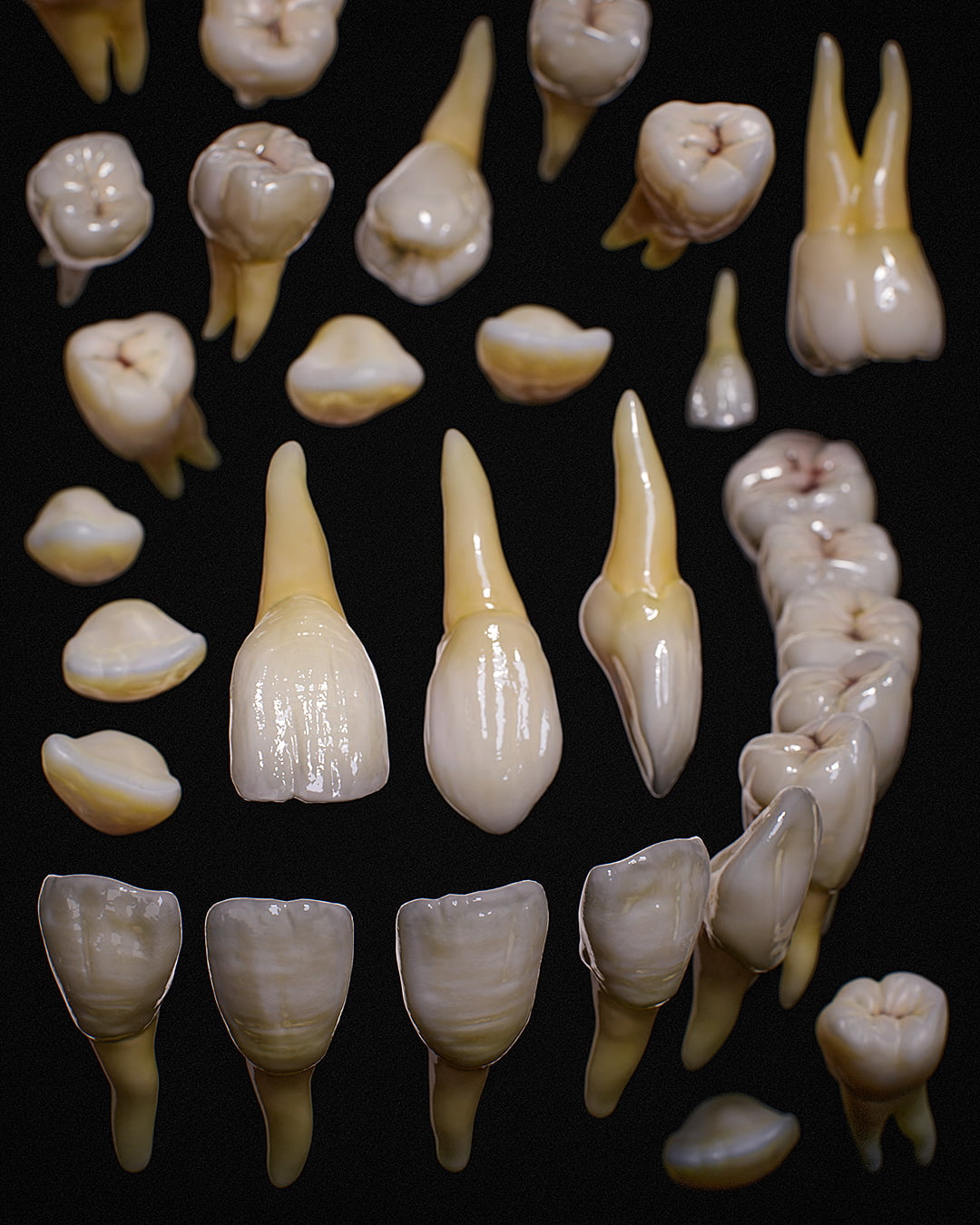 Realistic 3D Human Teeth with Enamel and Roots Created with PBR Rendering by Roy Nottage