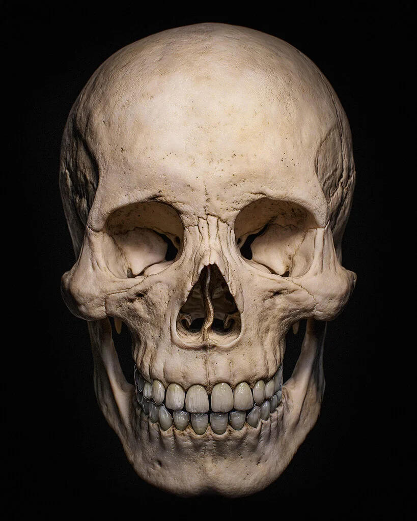 Realistic 3D Human Skull Front Anatomy PBR Render by Roy Nottage