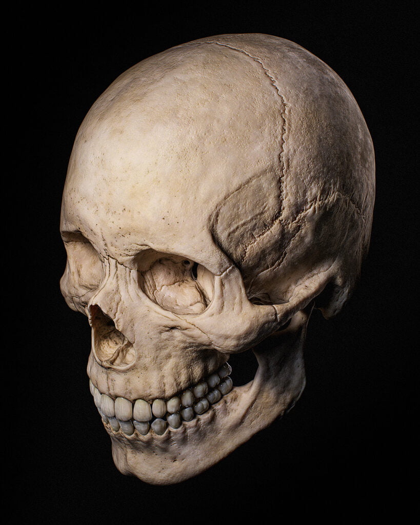 Realistic 3D Human Skull Left Side Anatomy PBR Render by Roy Nottage
