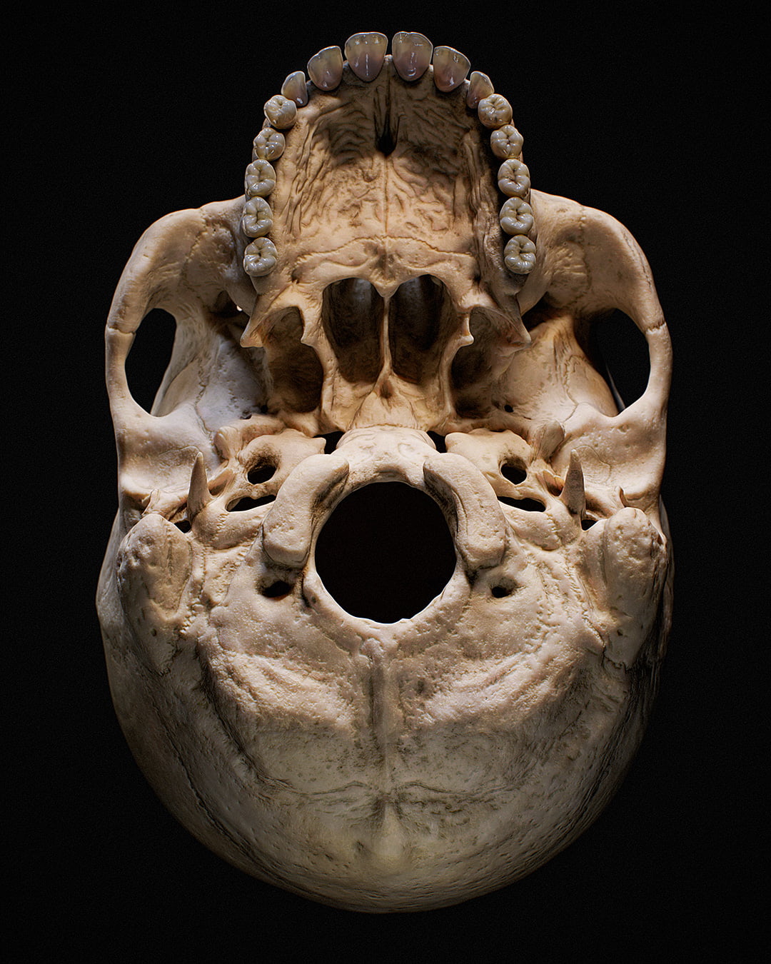 Realistic 3D Human Skull Underside Anatomy PBR Render by Roy Nottage