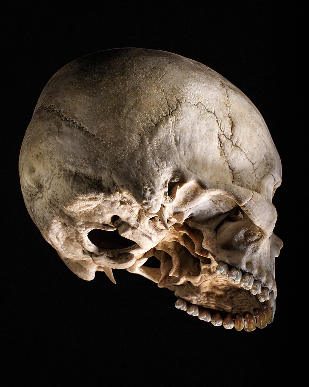 Realistic 3D Human Skull Rear Three Quarter Anatomy PBR Render by Roy Nottage