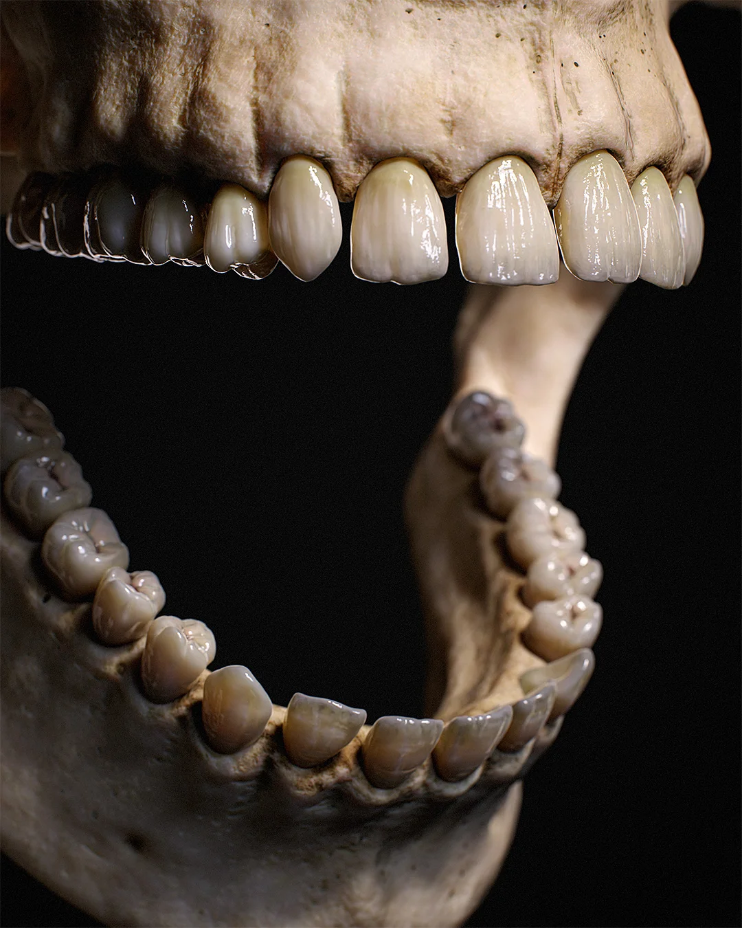 3D Teeth in Side View Open Mouth Skull created by Artist Roy Nottage