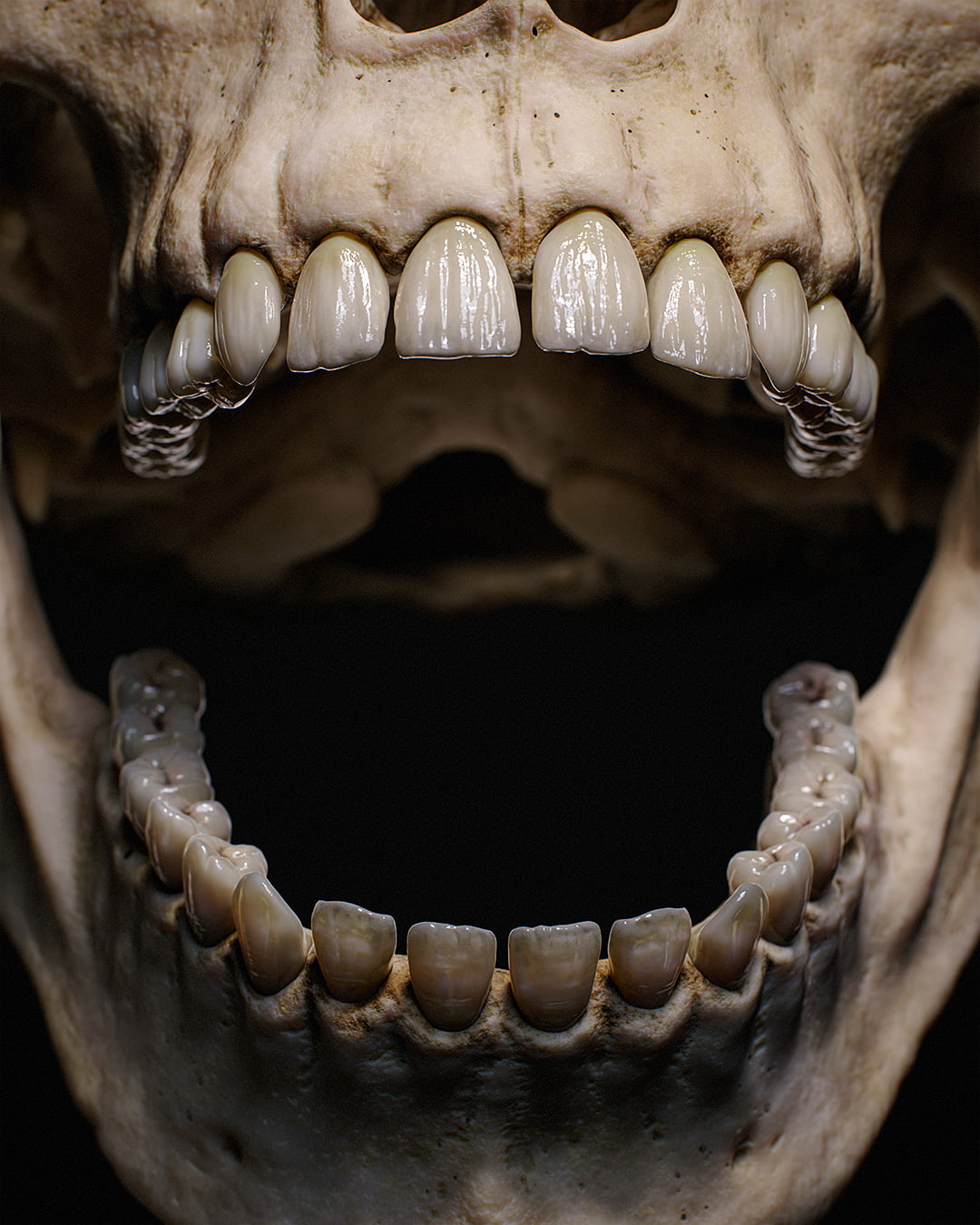 3D Teeth in Open Mouth Skull created by Artist Roy Nottage